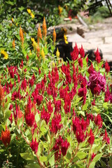 red and yellow flowers