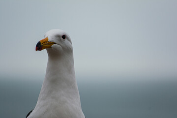 Rostro de Gaviota parada frente al mar 