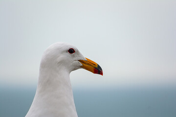 Rostro de Gaviota parada frente al mar 