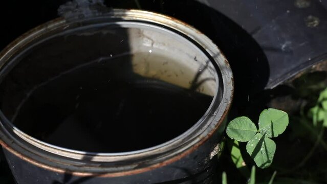 Larvae Festering In Stagnant Water Close Up Water Dripping on Buckets