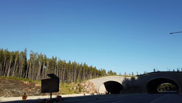 Wildlife overpasses