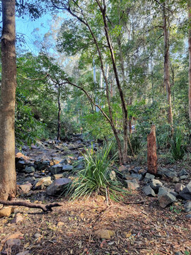 Creek Bed Running Through Australian Bush at Blackbutt Reserve Newcastle New South Wales Australia. A rocky creek surrounded by eucalypts