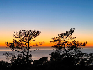 sunset in the forest