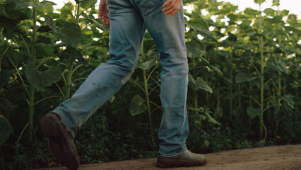 Legs walking farm road at sunflower field closeup. Unknown farmer going dirty