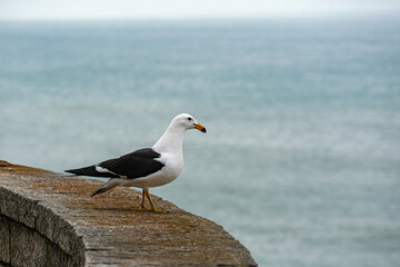 gaviota parada sobre roca frente al mar 