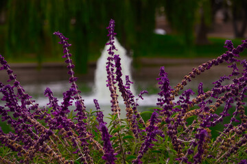 Obraz premium lavender field in region