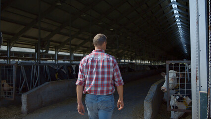 Farmer walking cowshed rows before feeding cows on modern livestock farm.