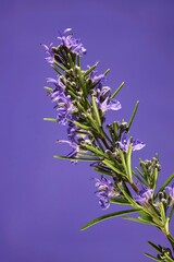 Stem of Rosemary 'Blue Lagoon', (Rosemarinus officinalis) in flower © Wattlebird