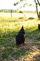 Chickens on a small farm in the country. Small scale poultry farming in Ontario, Canada.