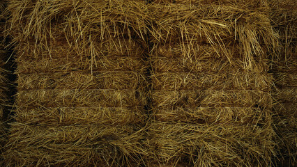 Professional agronomist walking hay stack on golden cropping season countryside.
