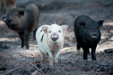 three small pigs in a farm pasture