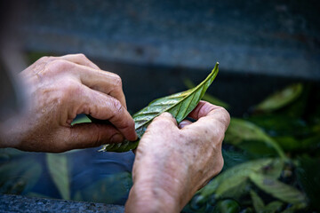 Lava&ccedil;&atilde;o da Folha de Chacrona
