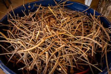 Galhos de Jagube (Banisteriopsis caapi)