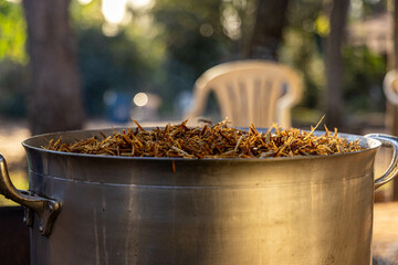 Cozimento da Ayahuasca (Santo Daime)