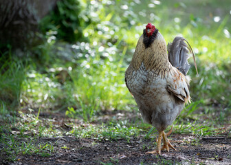 a colorful barnyard rooster on the farm
