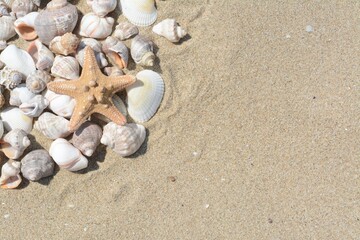 Fototapeta na wymiar Beautiful starfish and sea shells on sandy beach, space for text