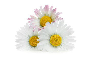 Obraz premium Three beautiful daisy flowers on white background