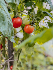tomatoes on a branch
