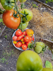 tomatoes in the garden