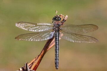 close up of a dragonfly