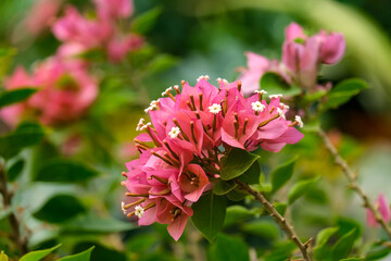 Ornamental shrub or Bougainvillea tree (Latin - Bougainvillea)