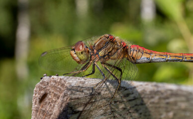close up of a dragonfly