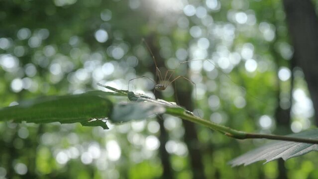 Close up of a Harvestmen Daddy Longlegs resting on a leaf in a forest