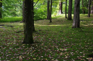 苔生す林 K3CP6103