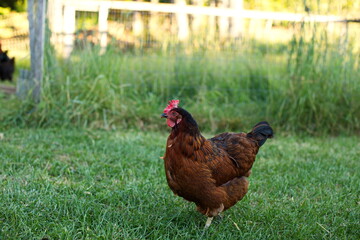 Chickens on a small farm in the country. Small scale poultry farming in Ontario, Canada.