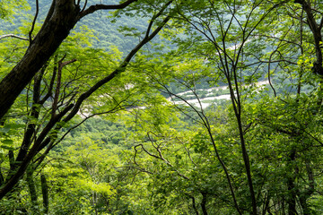 dirty river seen through the huentitan ravine in guadalajara, green vegetation, trees, plants and mountains, mexico
