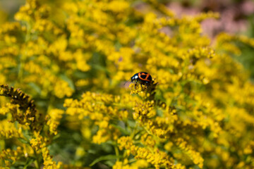 bug on yellow flower