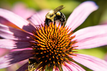bee on a flower