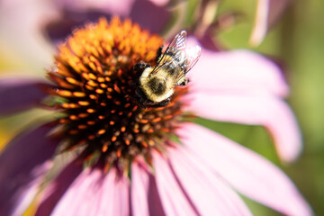 bee on flower