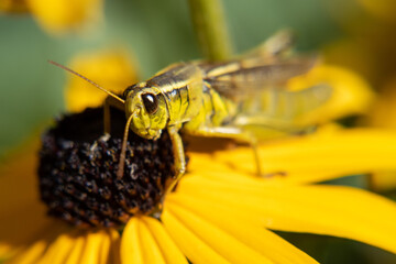 grasshopper on yellow flower