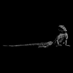 Agama Lizard hand drawing vector illustration isolated on black background