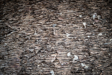 Tree Texture 1