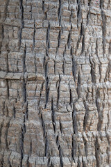 tree texture