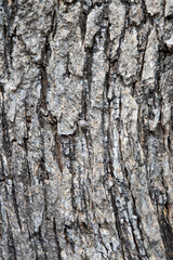 Tree Texture 6