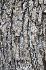 Fototapeta premium Tree Texture 6
