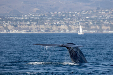 Fototapeta premium whale in the ocean, blue whale fluke, A blue whale raises its fluke as it dives near Dana Point, California