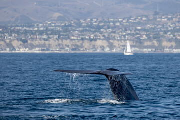 whale in the ocean, blue whale fluke, A blue whale raises its fluke as it dives near Dana Point, California