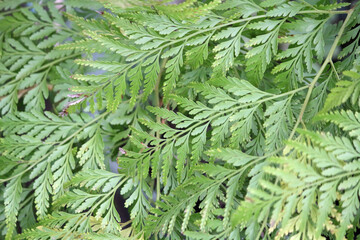 Close up background of green fern frond leaves on a plant in a garden