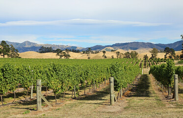 Fototapeta na wymiar Landscape with vineyard - New Zealand