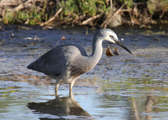 White-faced heron bird looking for food in a pond of water