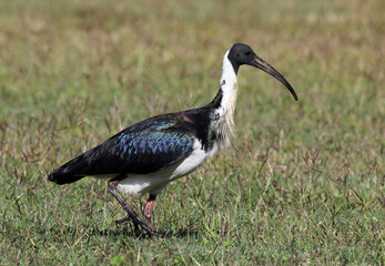 Straw-necked ibis bird walking along the green grass