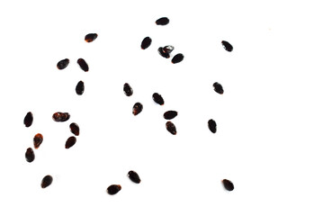 watermelon seeds isolated on white background
