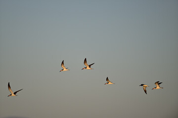 Flock of Black Skimmers & Lesser Sandpipers at Don Edward Wildlife Refuge, South Bay, San Francisco