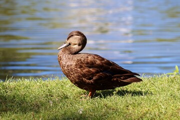 Duck on the grass by the pond
