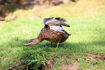 A duck stretching wings on the grass