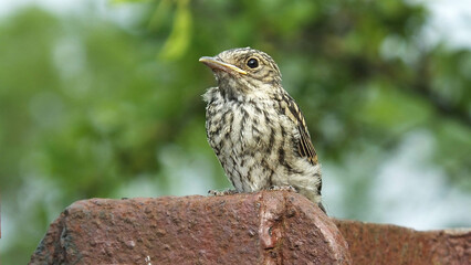Spotted flycatcher sitting on a gatepost in the UK